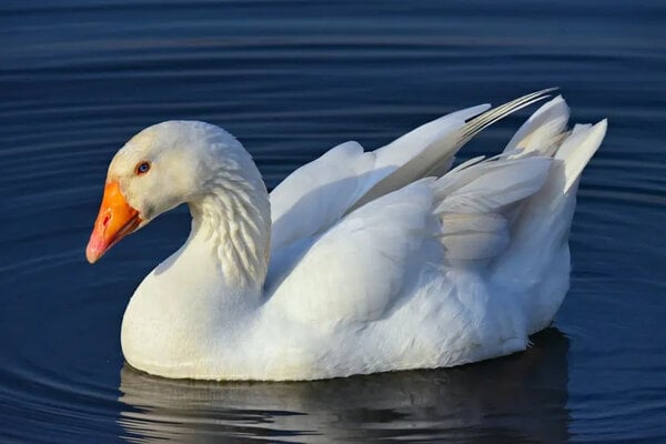 Why Geese Might Be The Easiest Farm Animal (Part 2)