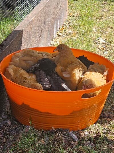 Plastic dust bath chicks.jpg