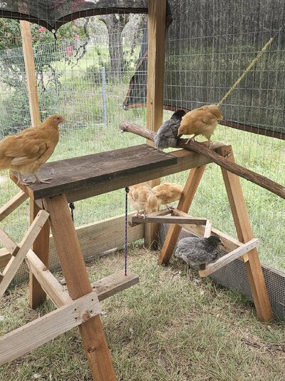 Ckn jungle gym chicks.jpg