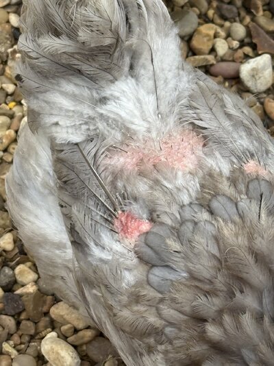IMG_2011.jpeg
