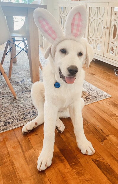 2024_animal_2.jpeg