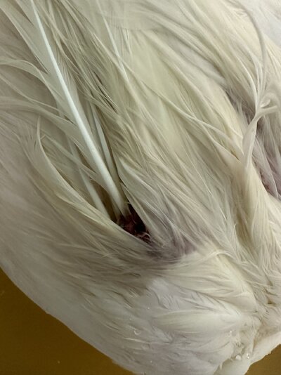 IMG_2839.jpeg