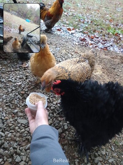 bereal-2024-11-15-0710.jpeg