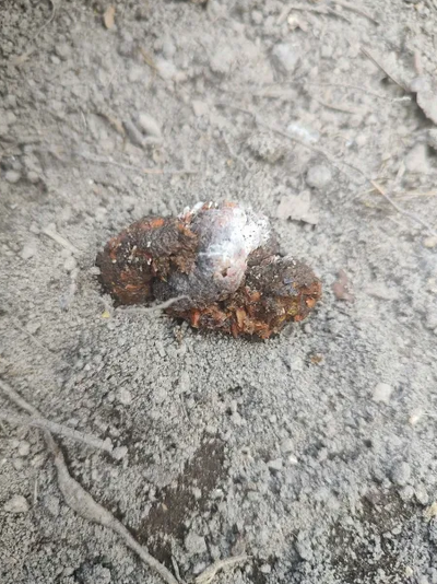 BYC_CHICKEN_POO_1.png