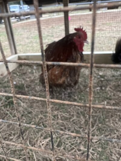 IMG_1374.jpeg