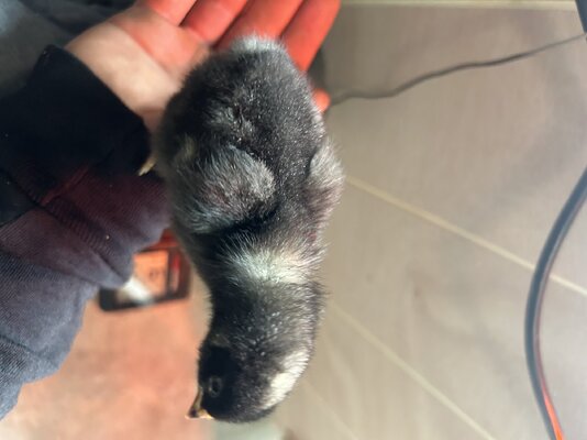 IMG_2497.jpeg