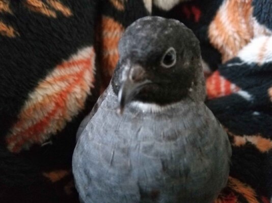 Nugget 2.jpg