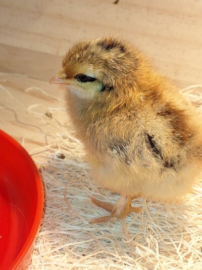 1st Chipmunk Chick 20250212_155204.jpg