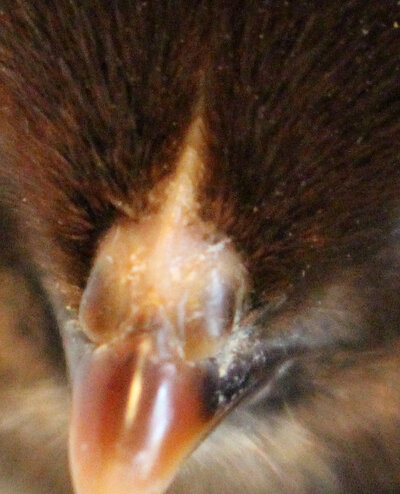 breed 2 comb.jpg