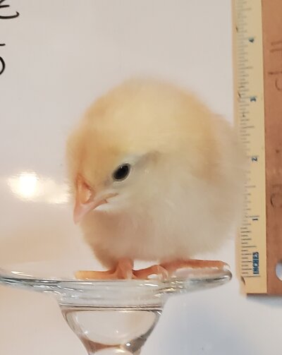 Nilla 1.jpg