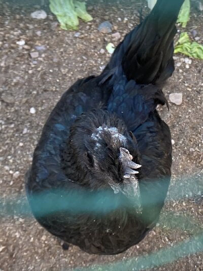 IMG_3734.jpeg