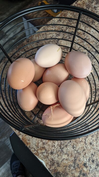 eggs.jpg