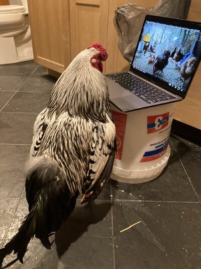 Charlie laptop.jpg