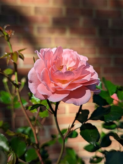 2024_flowers_2.jpg