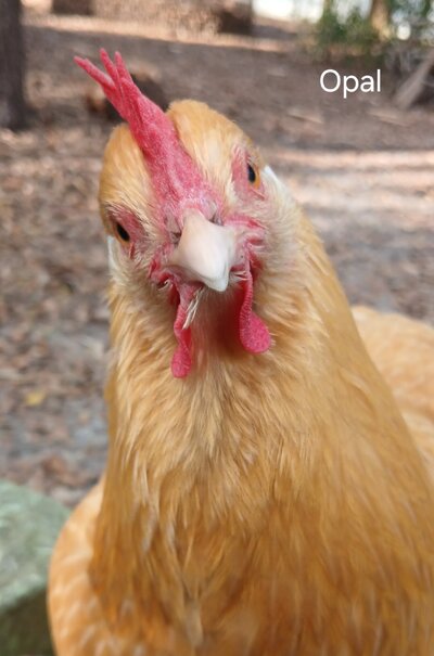 20250227_Am I still your favorite chicken and when are they leaving.jpg