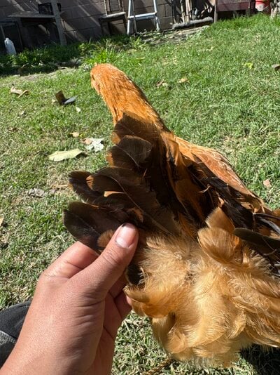 IMG_8916.jpeg