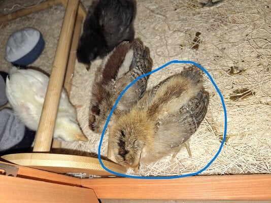 02 19 2025 Distinct and Sweety Circled.jpg