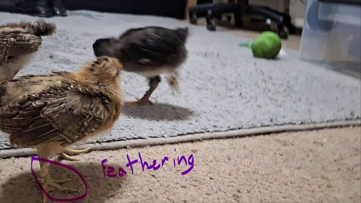 02 25 2025 Sweety's Feathering on Legs.jpg