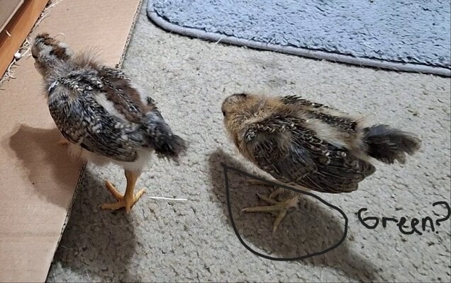02 25 2025 Sweety's Green Legs.jpg