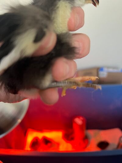 IMG_0561.jpeg