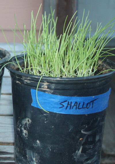 shallots.JPG