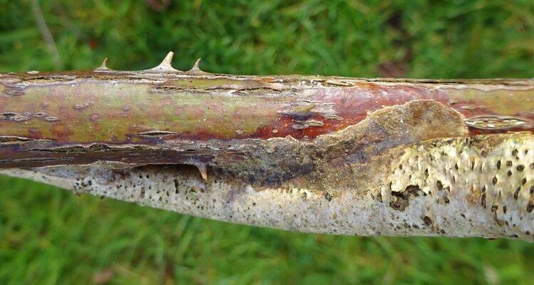 glue crust hazel to bramble.JPG