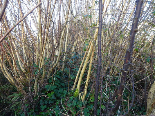 paddock hedge before trimming.JPG