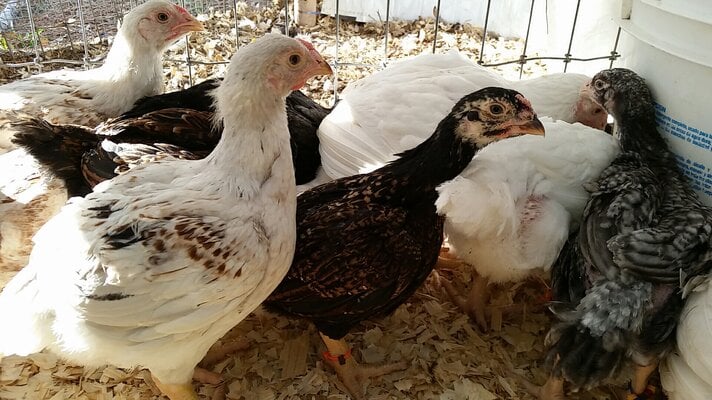 20160323_180409happy birds.jpg