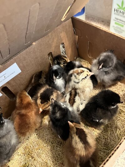 Chicks 3.jpg