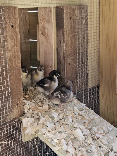 Chicks_4 chicks_1st outing.jpg