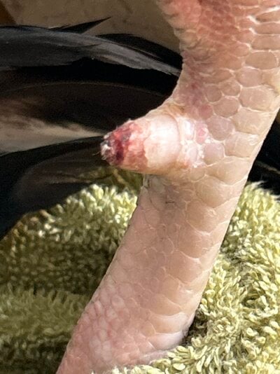 image.jpg
