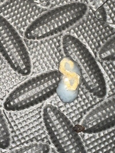 IMG_8401.jpeg