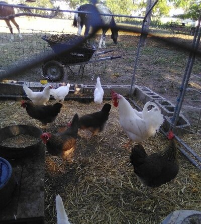 White LH pullets Brown LH chickens.jpg