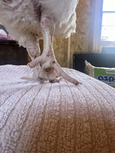 IMG_2367.jpeg