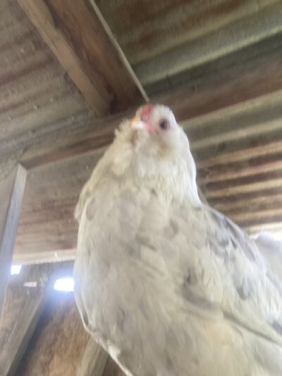 IMG_5164.jpeg