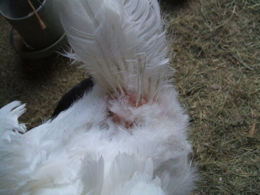 mites on white.JPG