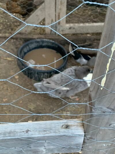 IMG_0307.jpeg