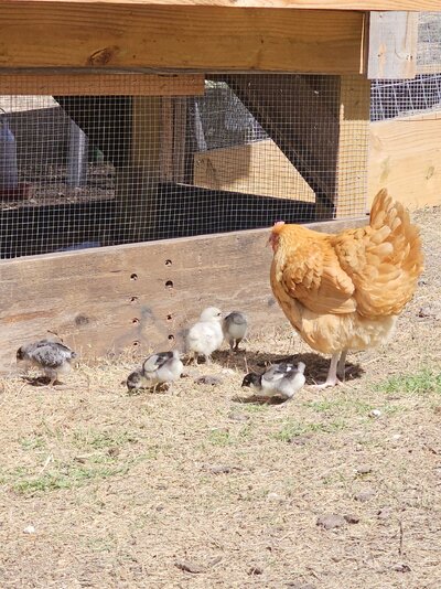 Honey and chicks_exloring.jpg