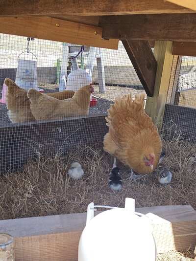 Honey and chicks_audience_1st outing.jpg