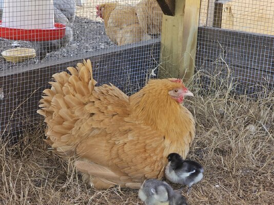 Honey chilling_2 chicks_1st outing.jpg