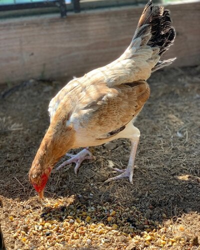 bear_line_gamefowl-20250228-0002.jpg