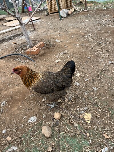 IMG_3914.jpeg