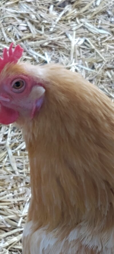 blossom 3 13 head feathers.jpg
