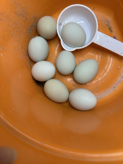 IMG_9124.jpeg