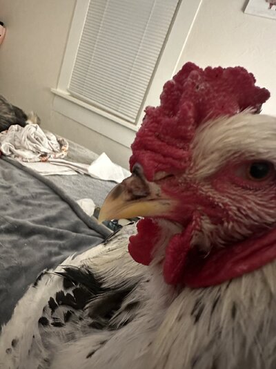 IMG_3164.jpeg