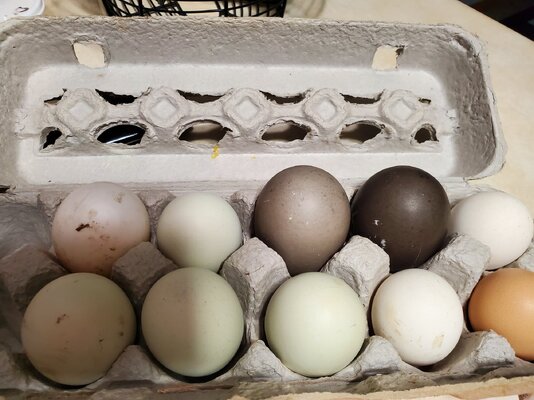 eggs2.jpg