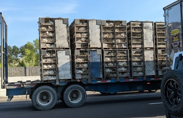 Chicken transport.jpg