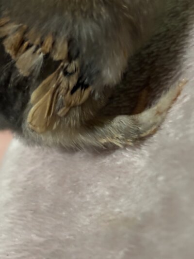 IMG_3952.jpeg