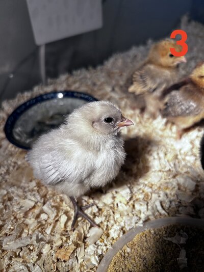 Chick 3 1st pic.jpeg