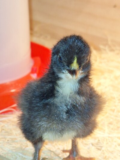 02 12 2025 Black Chick 4.jpg